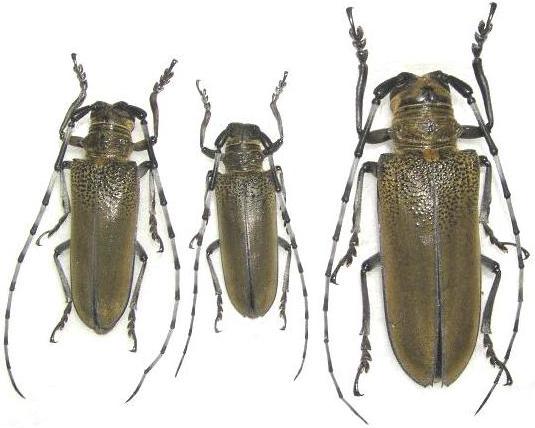 Apriona rugicollis rugicollis