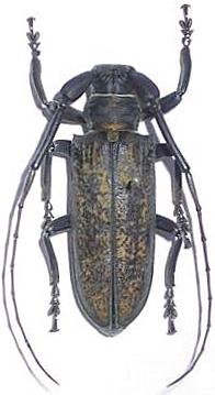 Apriona submaculosa