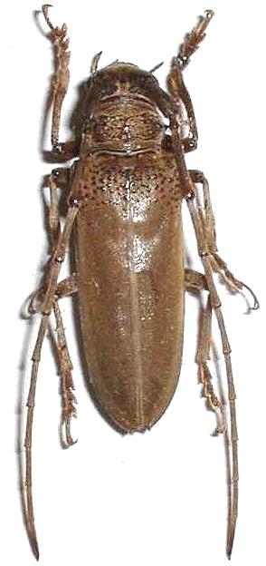 Apriona rugicollis yayeyamai