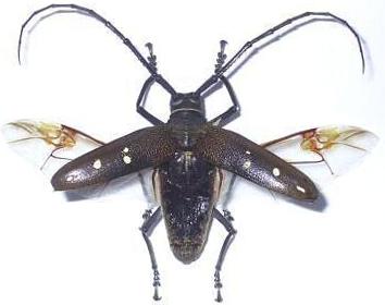 Batocera laena