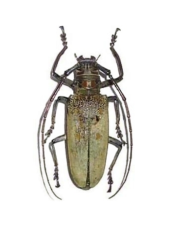 Batocera numitor titana