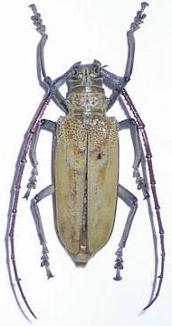 Batocera numitor ferruginea