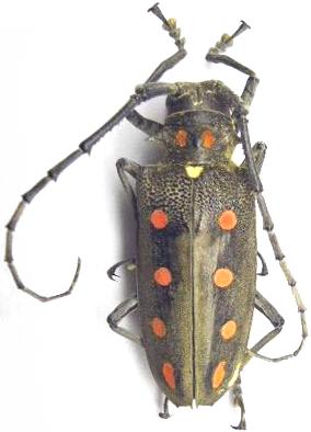 Batocera parryi