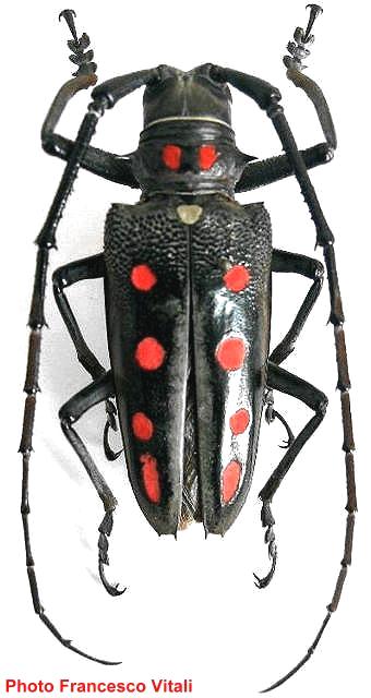 Batocera parryi