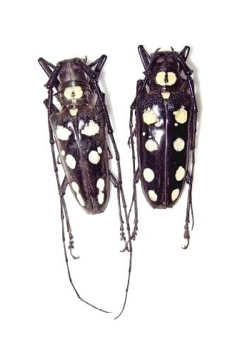 Batocera roylii