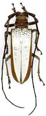 Apriona brunneomarginata