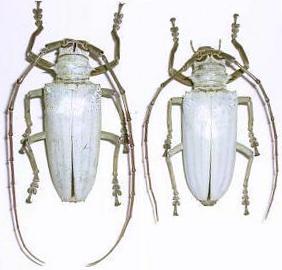 Rosenbergia lactiflua