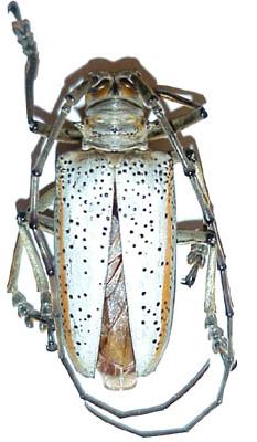 Rosenbergia megalocephala