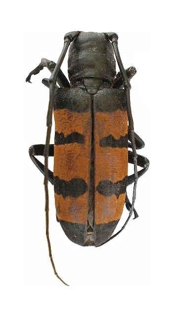 Diastocera trifasciata