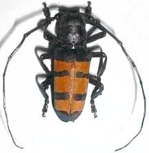 Diastocera trifasciata