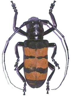 Diastocera trifasciata
