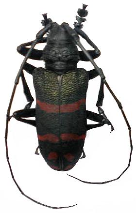 Ceroplesis militaris militaris