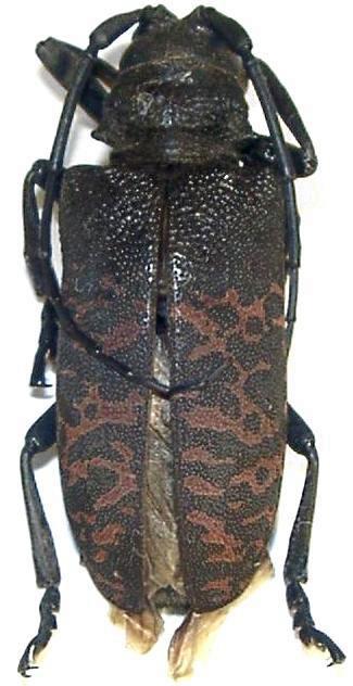 Ceroplesis militaris irregularis