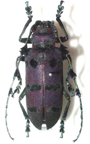 Thysia wallichii tonkinensis