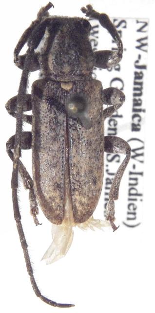 Estoloides medioplagiata