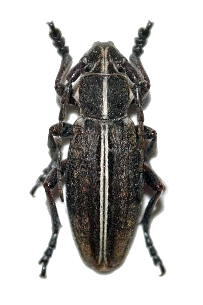 Dorcadion (Cribridorcadion) decipiens