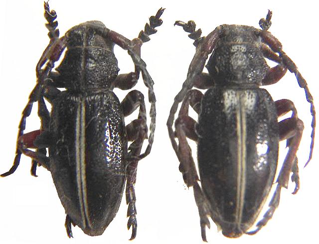 Dorcadion (Cribridorcadion) pedestre