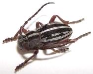 Dorcadion (Cribridorcadion) divisum