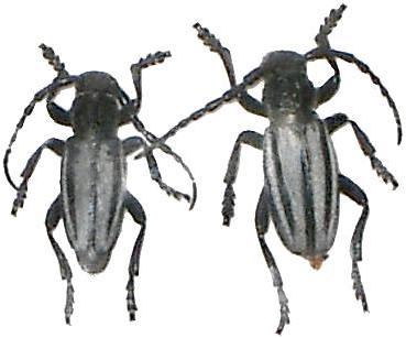 Dorcadion (Iberodorcadion) almarzense