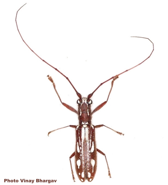 Olenecamptus indianus 