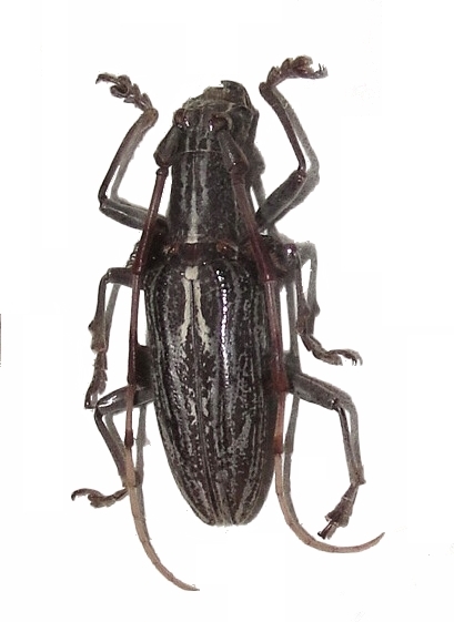 Psectrocera plumigera 