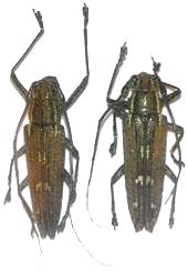 Homonoea albosignata