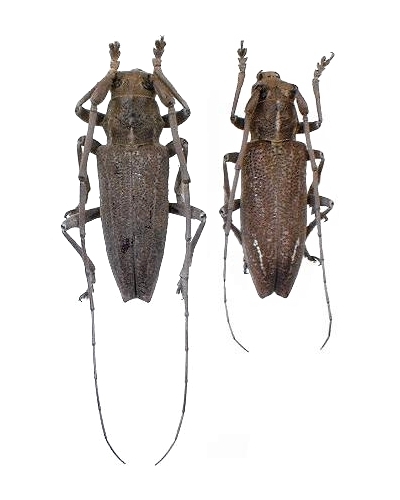 Notomulciber quadrisignatus