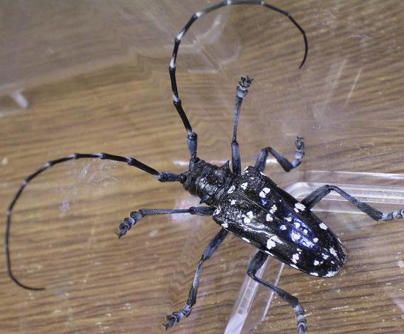 Anoplophora malasiaca