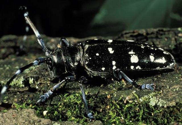 Anoplophora glabripennis