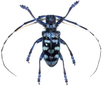 Anoplophora granata