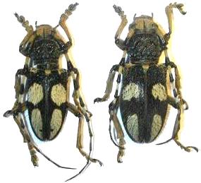 Arctolamia luteomaculata
