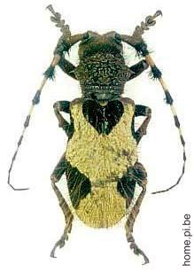 Arctolamia fruhstorferi