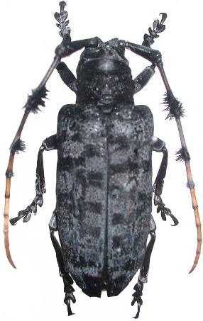 Aristobia quadrifasciata malasiaca