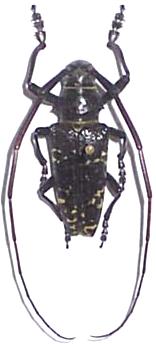 Blepephaeus mindanaoensis