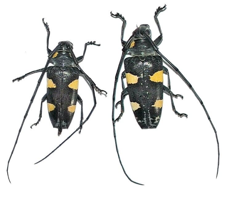 Blepephaeus sumatrensis 