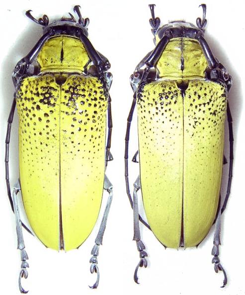 Cerosterna luteopubens