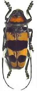 Cereopsius quaestor