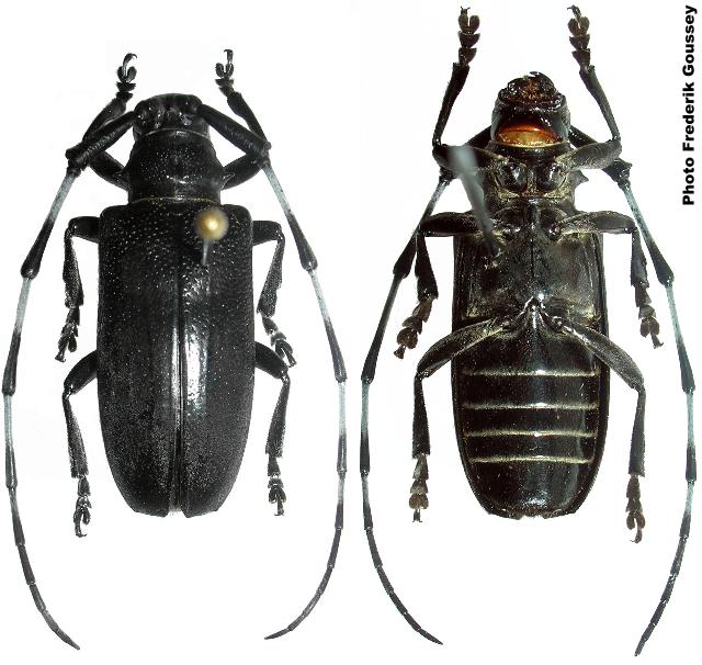 Cyriotasiastes rhetenor