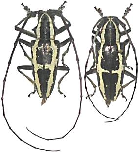 Epepeotes ambigenus ambigenus