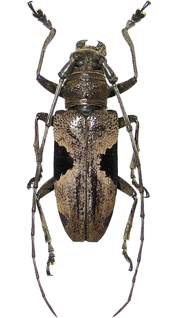 Epepeotes lateralis