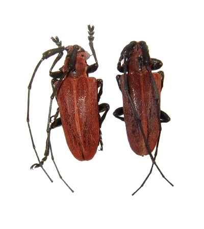 Eupromus nigrovittatus 