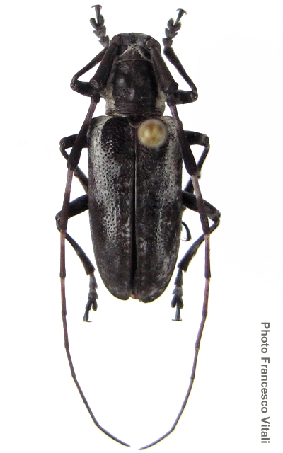 Melanopolia (Pellamnia) gripha 