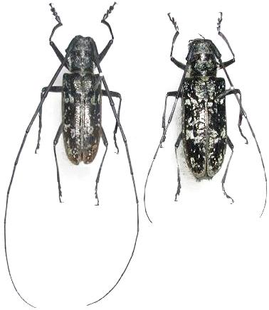 Monochamus (Monochamus) nitens
