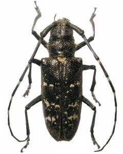 Monochamus (Monochamus) sartor sartor