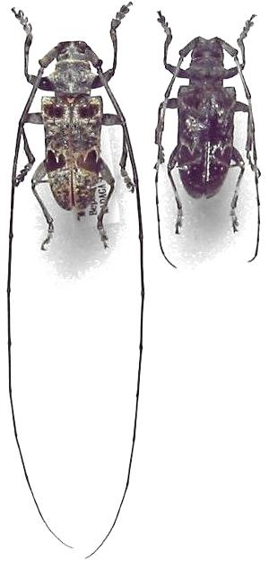 Monochamus (Opepharus) tridentatus