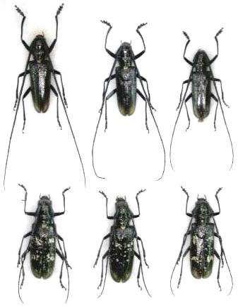 Monochamus (Monochamus) sartor urussovii