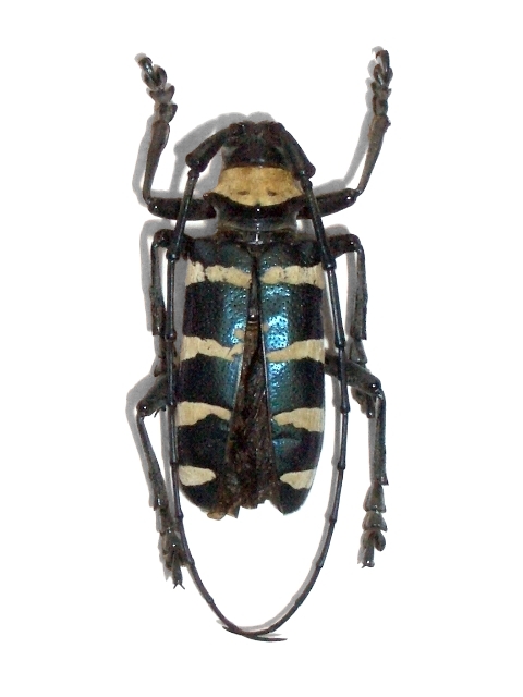 Nemophas subcylindricus 