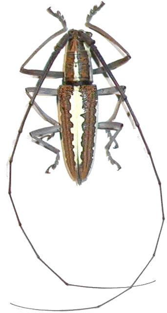 Neoptychodes trilineatus