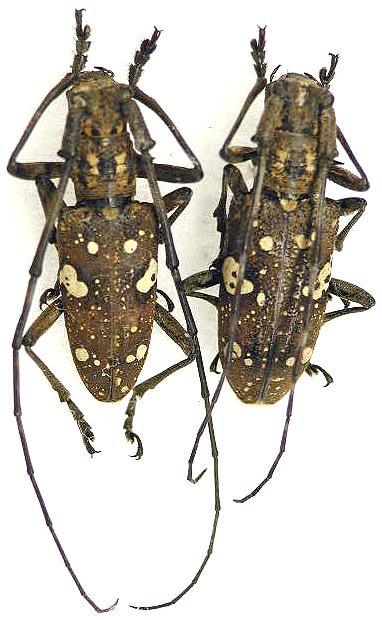 Paraleprodera itzingeri