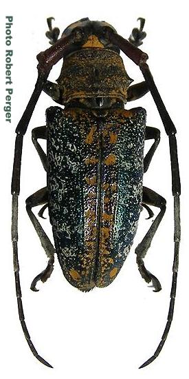 Peribasis pubicollis